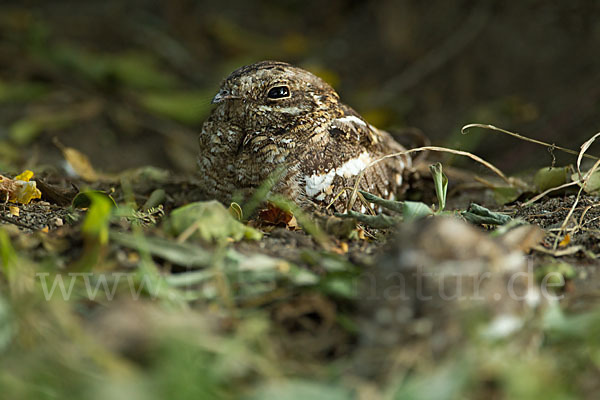 Kurzschleppen-Nachtschwalbe (Caprimulgus clarus)