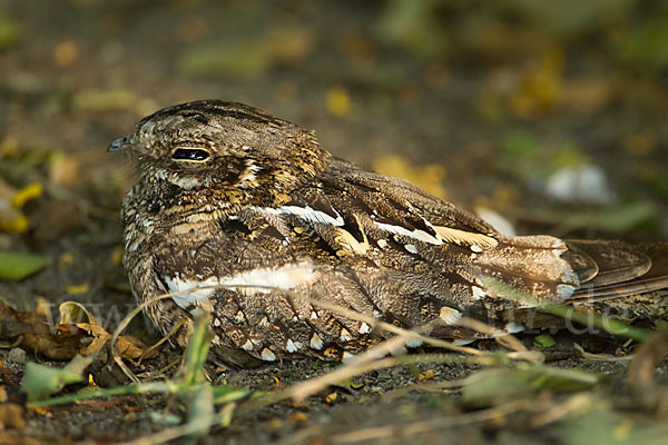 Kurzschleppen-Nachtschwalbe (Caprimulgus clarus)