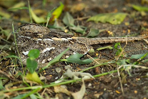 Kurzschleppen-Nachtschwalbe (Caprimulgus clarus)