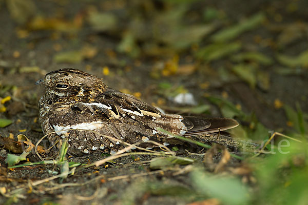 Kurzschleppen-Nachtschwalbe (Caprimulgus clarus)