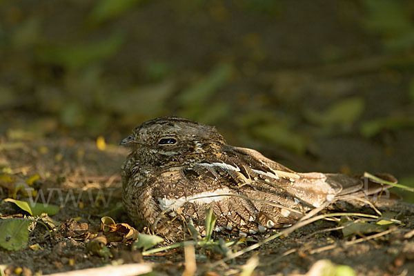 Kurzschleppen-Nachtschwalbe (Caprimulgus clarus)