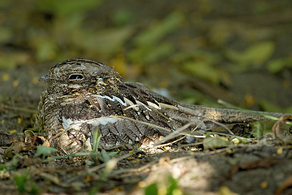 Kurzschleppen-Nachtschwalbe (Caprimulgus clarus)