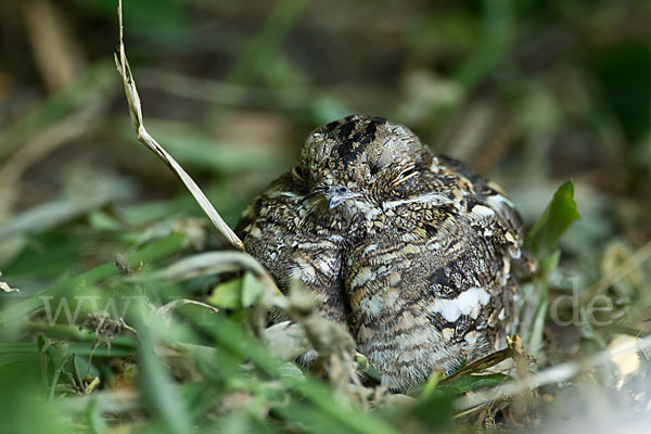 Kurzschleppen-Nachtschwalbe (Caprimulgus clarus)