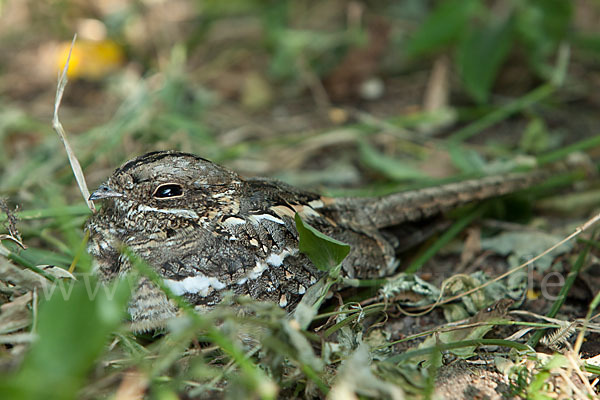 Kurzschleppen-Nachtschwalbe (Caprimulgus clarus)