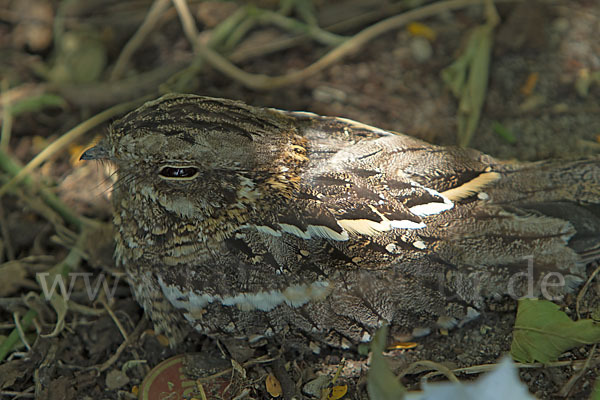 Kurzschleppen-Nachtschwalbe (Caprimulgus clarus)