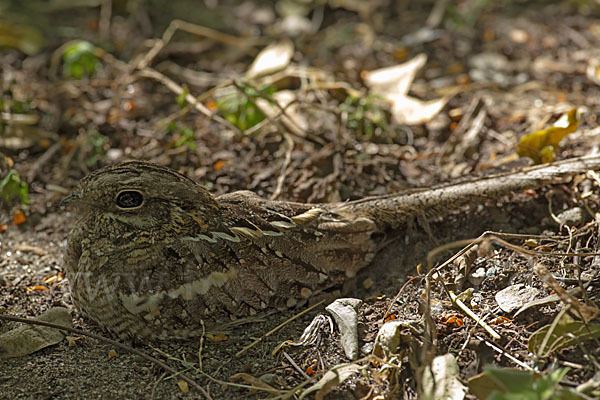 Kurzschleppen-Nachtschwalbe (Caprimulgus clarus)