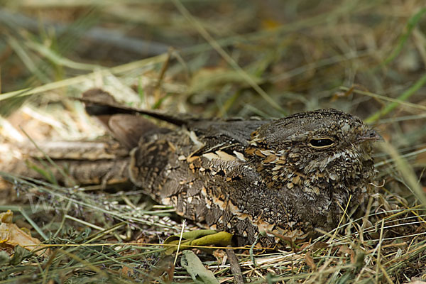 Kurzschleppen-Nachtschwalbe (Caprimulgus clarus)