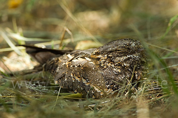 Kurzschleppen-Nachtschwalbe (Caprimulgus clarus)