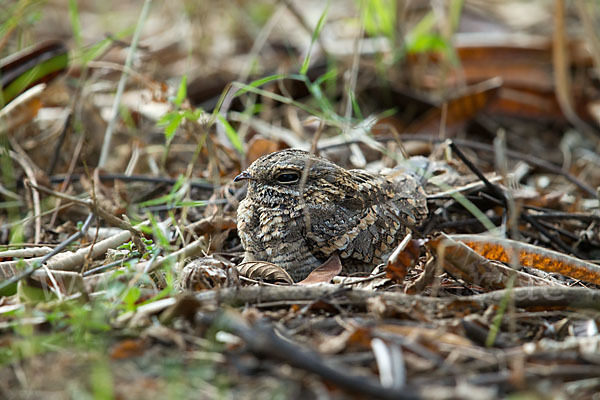 Kurzschleppen-Nachtschwalbe (Caprimulgus clarus)