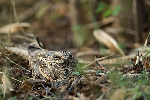 Kurzschleppen-Nachtschwalbe (Caprimulgus clarus)