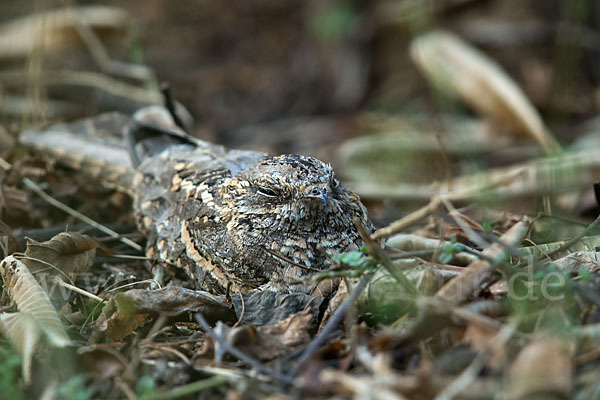 Kurzschleppen-Nachtschwalbe (Caprimulgus clarus)