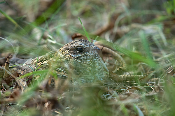 Kurzschleppen-Nachtschwalbe (Caprimulgus clarus)