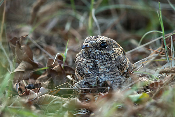 Kurzschleppen-Nachtschwalbe (Caprimulgus clarus)