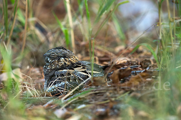 Kurzschleppen-Nachtschwalbe (Caprimulgus clarus)