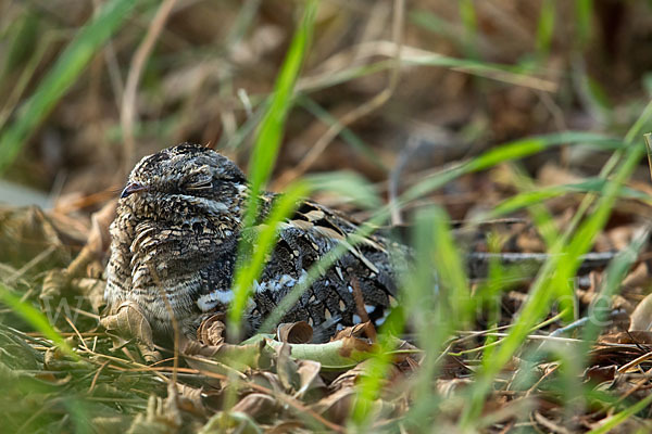 Kurzschleppen-Nachtschwalbe (Caprimulgus clarus)