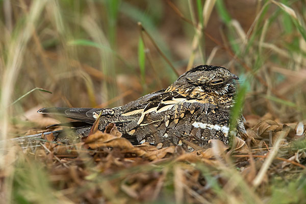 Kurzschleppen-Nachtschwalbe (Caprimulgus clarus)