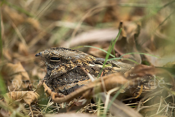 Kurzschleppen-Nachtschwalbe (Caprimulgus clarus)