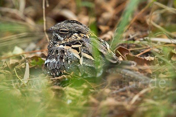 Kurzschleppen-Nachtschwalbe (Caprimulgus clarus)