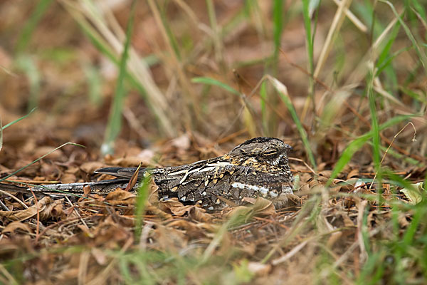 Kurzschleppen-Nachtschwalbe (Caprimulgus clarus)