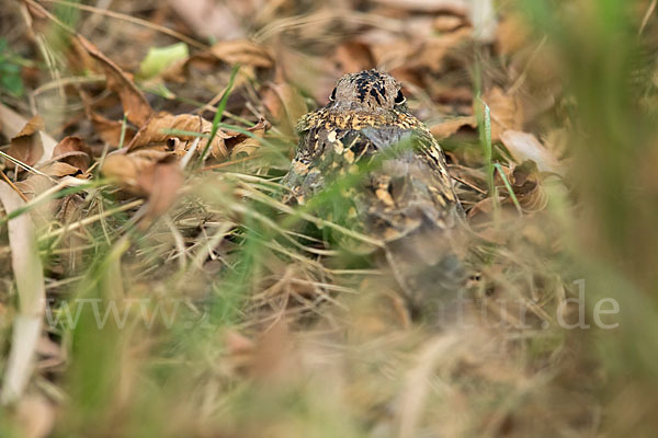 Kurzschleppen-Nachtschwalbe (Caprimulgus clarus)