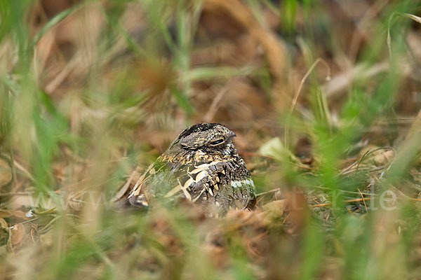 Kurzschleppen-Nachtschwalbe (Caprimulgus clarus)