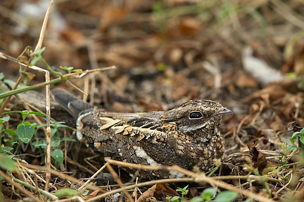 Kurzschleppen-Nachtschwalbe (Caprimulgus clarus)