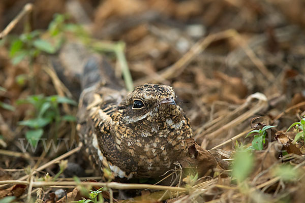 Kurzschleppen-Nachtschwalbe (Caprimulgus clarus)