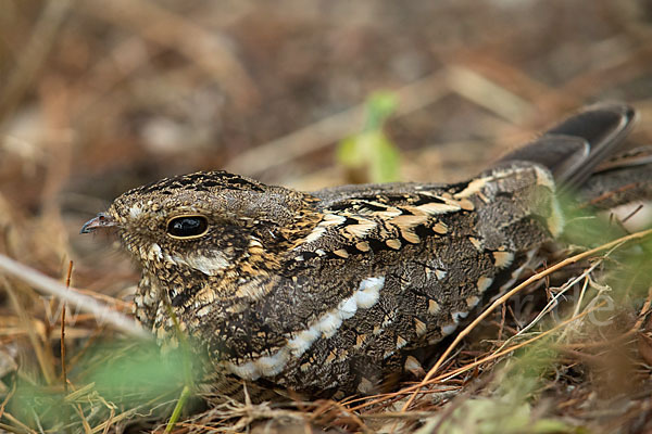 Kurzschleppen-Nachtschwalbe (Caprimulgus clarus)