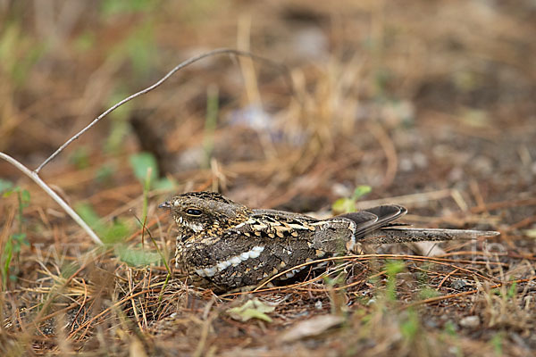 Kurzschleppen-Nachtschwalbe (Caprimulgus clarus)