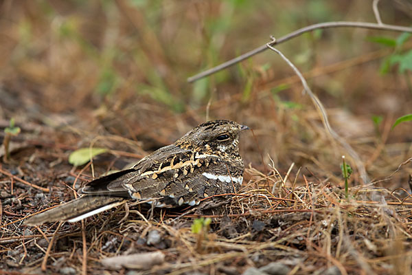 Kurzschleppen-Nachtschwalbe (Caprimulgus clarus)