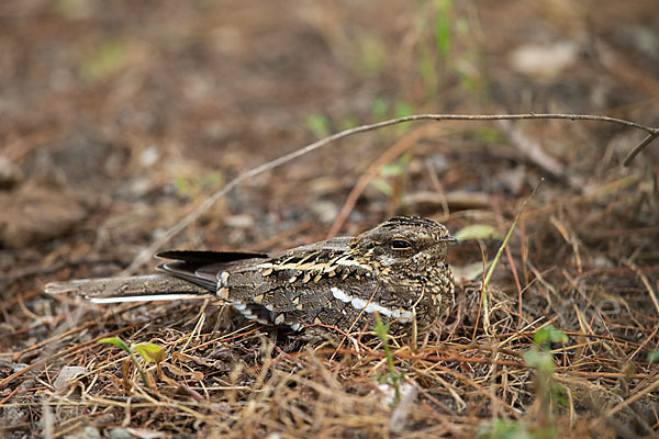 Kurzschleppen-Nachtschwalbe (Caprimulgus clarus)