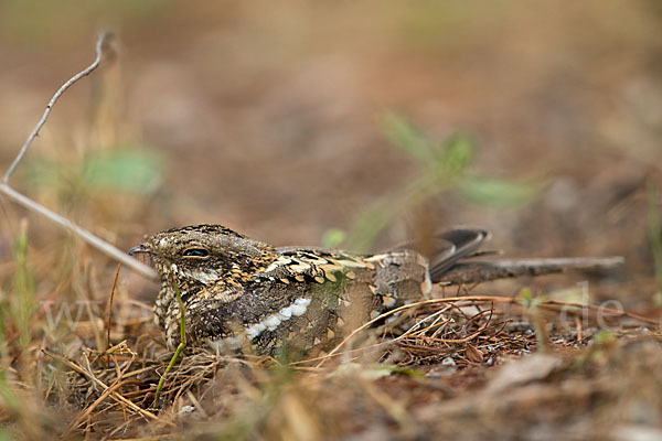 Kurzschleppen-Nachtschwalbe (Caprimulgus clarus)