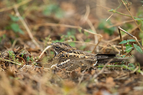 Kurzschleppen-Nachtschwalbe (Caprimulgus clarus)