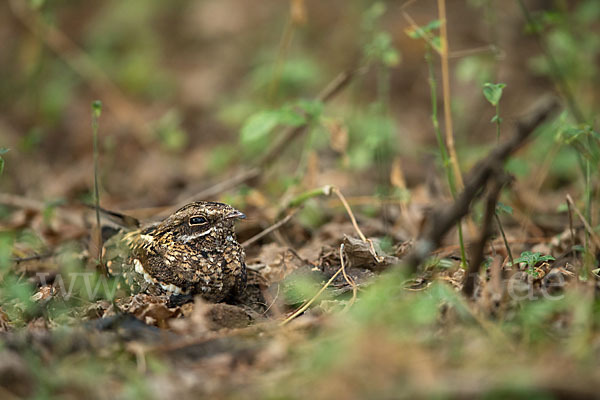 Kurzschleppen-Nachtschwalbe (Caprimulgus clarus)