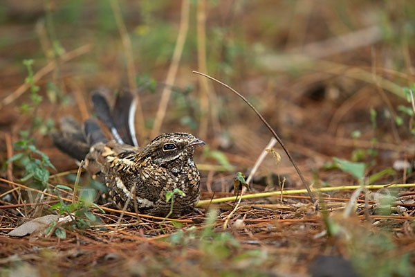 Kurzschleppen-Nachtschwalbe (Caprimulgus clarus)