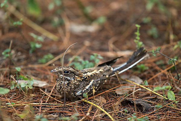 Kurzschleppen-Nachtschwalbe (Caprimulgus clarus)