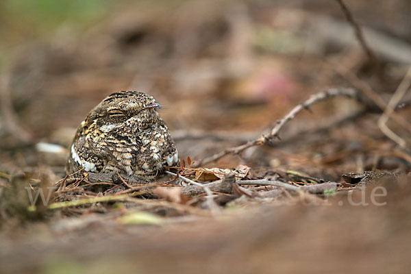 Kurzschleppen-Nachtschwalbe (Caprimulgus clarus)