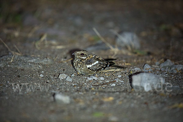 Kurzschleppen-Nachtschwalbe (Caprimulgus clarus)