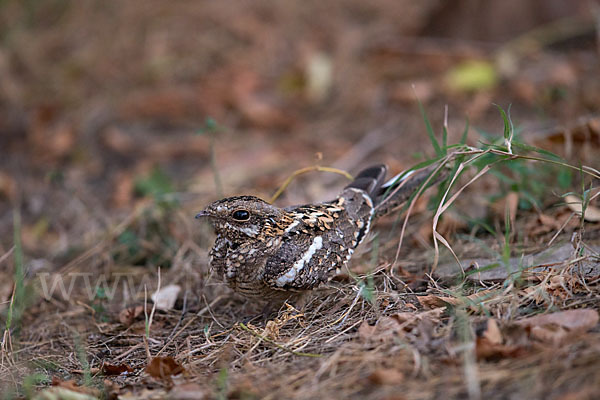 Kurzschleppen-Nachtschwalbe (Caprimulgus clarus)