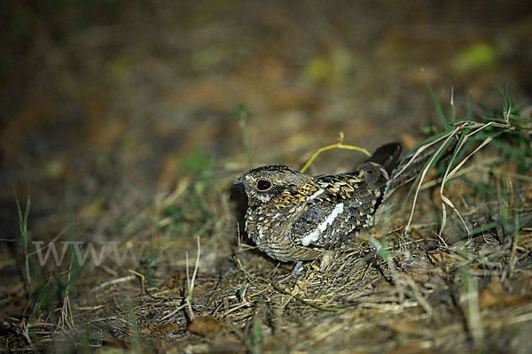 Kurzschleppen-Nachtschwalbe (Caprimulgus clarus)