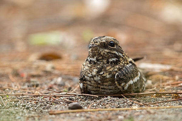 Kurzschleppen-Nachtschwalbe (Caprimulgus clarus)