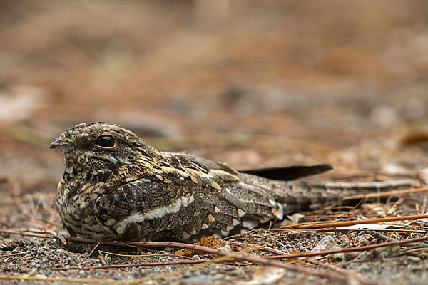 Kurzschleppen-Nachtschwalbe (Caprimulgus clarus)