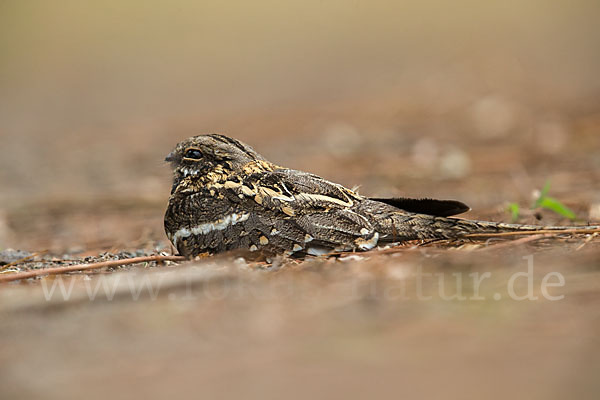 Kurzschleppen-Nachtschwalbe (Caprimulgus clarus)