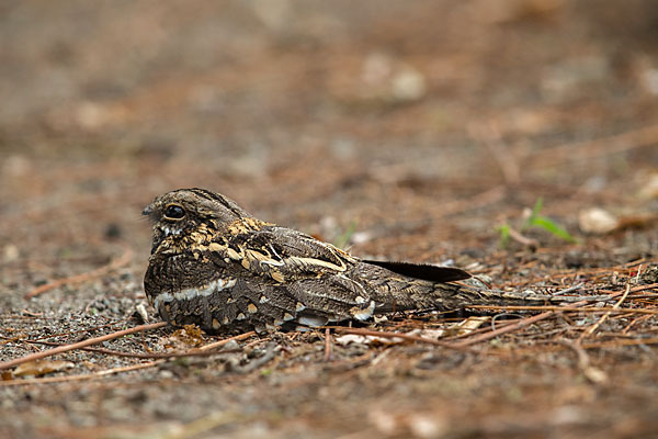 Kurzschleppen-Nachtschwalbe (Caprimulgus clarus)