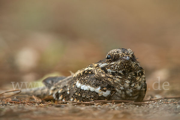 Kurzschleppen-Nachtschwalbe (Caprimulgus clarus)