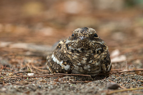 Kurzschleppen-Nachtschwalbe (Caprimulgus clarus)