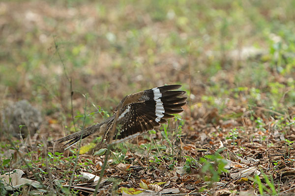 Kurzschleppen-Nachtschwalbe (Caprimulgus clarus)