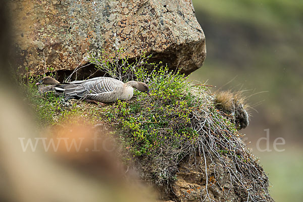 Kurzschnabelgans (Anser brachyrhynchus)