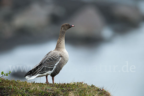 Kurzschnabelgans (Anser brachyrhynchus)