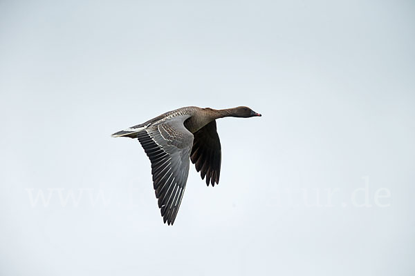 Kurzschnabelgans (Anser brachyrhynchus)